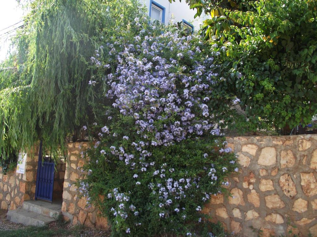 Miramar Pansiyon Kaş Zewnętrze zdjęcie